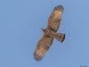 เหยี่ยวผึ้ง  Oriental Honey-buzzard
