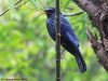 นกเอี้ยงถ้ำ  Blue Whistling Thrush