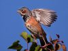 นกจาบปีกอ่อนหัวเทา Chestnut-eared Bunting