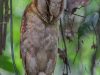 นกแสกแดง  Oriental Bay Owl