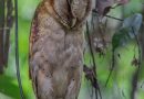 นกแสกแดง  Oriental Bay Owl