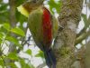 นกหัวขวานคอลาย   Checker-throated Woodpecker