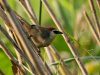 นกกินแมลงกระหม่อมแดง Chestnut-capped Babbler