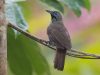 นกกินแมลงตะโพกแดง Chestnut-rumped Babbler
