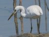 นกยางจีน  Chinese Egret