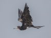 นกโจรสลัดเกาะคริสต์มาส Christmas Island Frigatebird