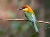 นกจาบคาหัวสีส้ม Chestnut-headed Bee-eater