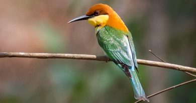 นกจาบคาหัวสีส้ม Chestnut-headed Bee-eater