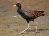 นกอีลุ้ม  Water cock