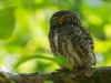 นกเค้าแคระ Collared Owlet