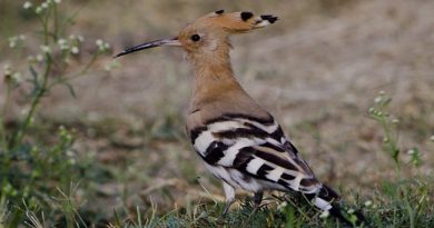 นกกะรางหัวขวาน Eurasian Hoopoe