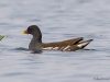 นกอีล้ำ  Common Moorhen