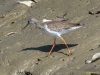นกทะเลขาแดงธรรมดา Common Redshank