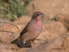 นกจาบปีกอ่อนสีกุหลาบ Common Rosefinch