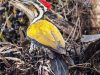 นกหัวขวานสามนิ้วหลังทอง   Common Flameback