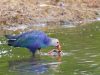 นกอีโก้ง  Purple Swamphen