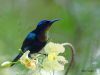นกกินปลีคอสีทองแดง Copper-throated Sunbird
