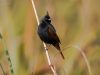 นกจาบปีกอ่อนหงอน Crested Bunting
