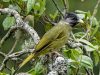 นกปรอดหงอนปากหนา Crested Finchbill