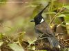นกกาน้อยหงอนยาว Crested Jay