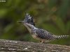 นกกระเต็นขาวดำใหญ่ Crested Kingfisher