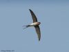 นกแอ่นฟ้าหงอน  Crested Treeswift