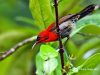 นกกินปลีคอแดง Crimson Sunbird