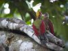 นกหัวขวานปีกแดง   Crimson-winged Woodpecker