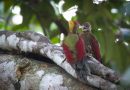 นกหัวขวานปีกแดง   Crimson-winged Woodpecker