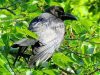 อีกา  Eastern Jungle Crow