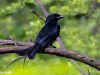 นกแซงแซวปากกา Crow-billed Drongo