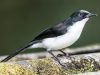 นกหางรำดำ  Dark-backed Sibia