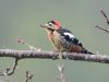 นกหัวขวานอกแดง   Crimson-breasted Woodpecker