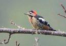 นกหัวขวานอกแดง   Crimson-breasted Woodpecker