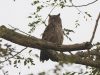 นกเค้าใหญ่สีคล้ำ Dusky Eagle Owl