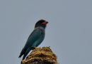 นกตะขาบดง   Oriental Dollarbird 