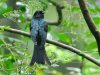 นกคัคคูแซงแซว   Drongo Cuckoo