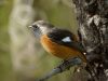นกเขนท้องแดง Daurian Redstart