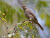 นกปรอดสีน้ำตาลตาแดง Red-eyed Bulbul