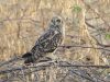 นกเค้าแมวหูสั้น Short-eared Owl