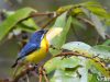 นกกาฝากอกสีเลือดหมู Crimson-breasted Flowerpecker