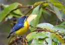 นกกาฝากอกสีเลือดหมู Crimson-breasted Flowerpecker