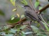 นกปรอดหงอนตาขาว Buff-vented Bulbul