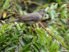 นกปรอดสีน้ำตาลตาขาว Cream-vented Bulbul 
