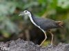 นกกวัก   White-breasted Waterhen