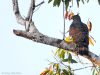 เหยี่ยวหงอนสีน้ำตาลท้องขาว Wallace’s Hawk Eagle