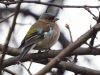 นกจาบปีกอ่อนหัวเทาอกชมพู Common Chaffinch