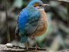 นกแต้วแล้วใหญ่หัวสีน้ำเงิน   Blue-rumped Pitta
