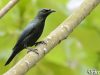 นกเอี้ยงดำปักษ์ใต้  Asian Glossy Starling