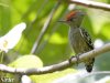 นกหัวขวานแคระอกเทา   Grey-and-buff Woodpecker